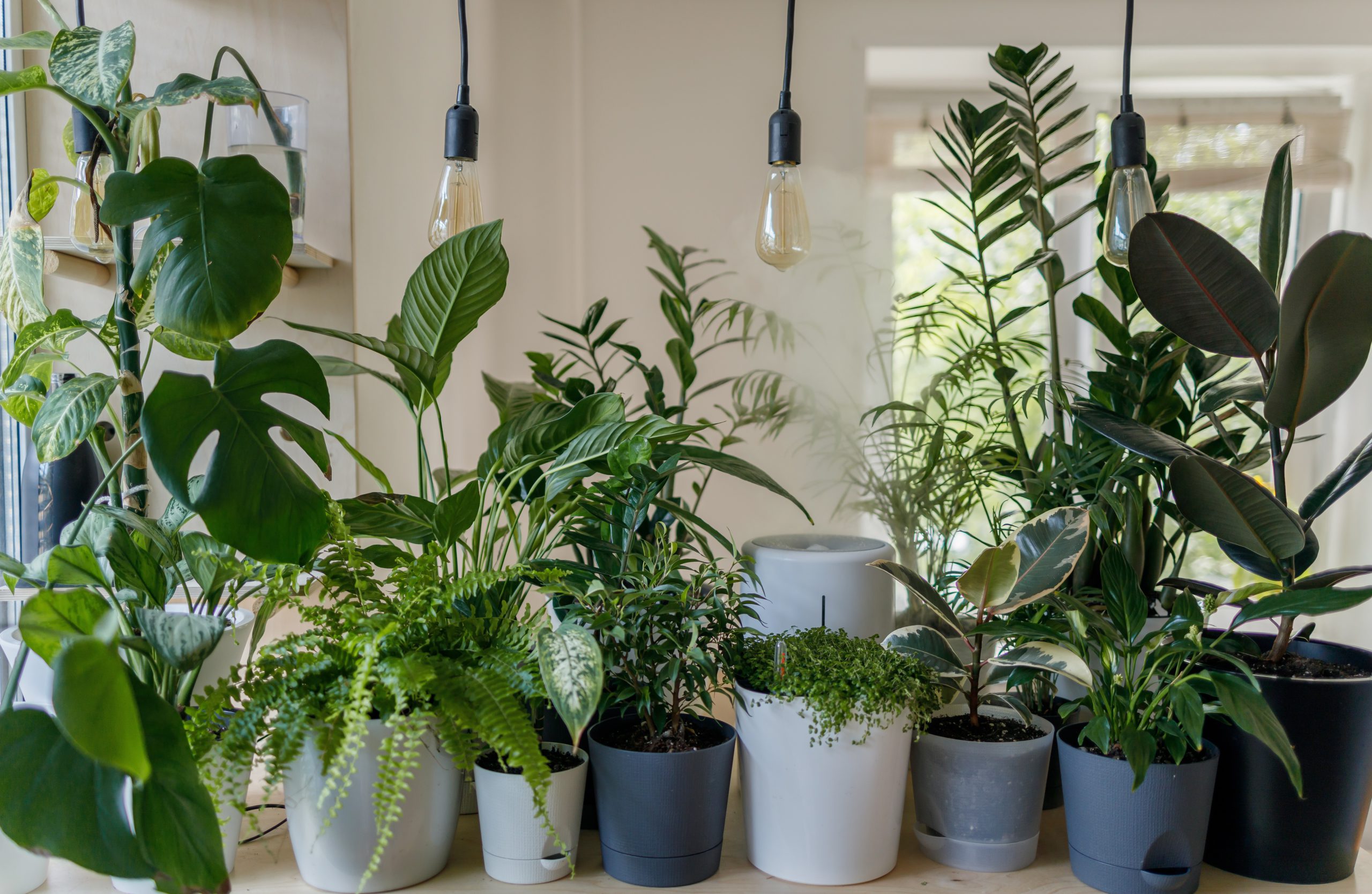 keep house plants happy during the winter.