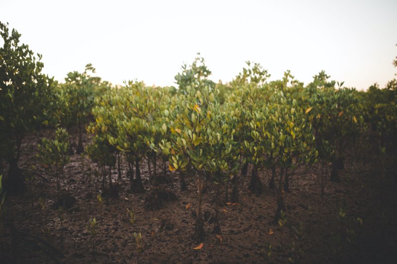 planted mangroves