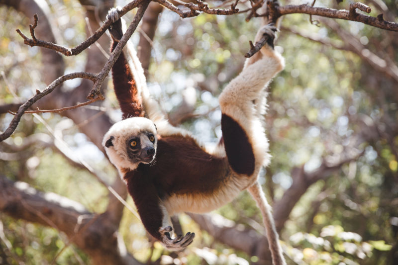 lemur