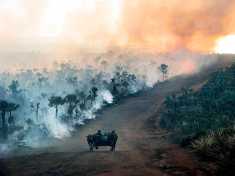 forest burning