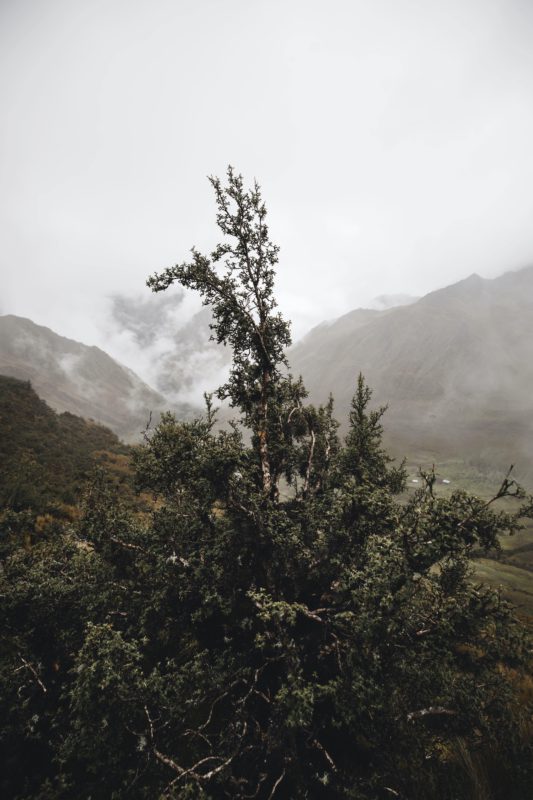 photo of a tree