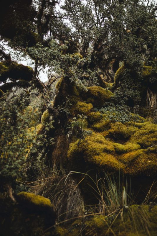 Mossy landsacpe