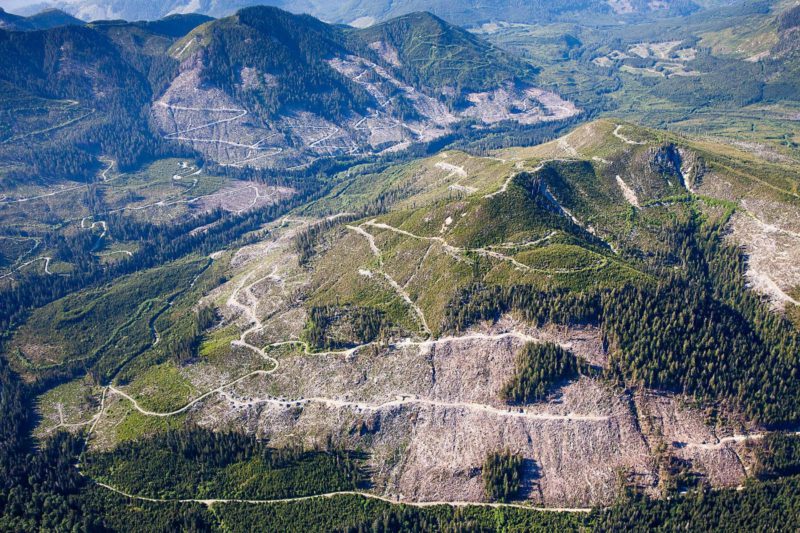 old growth aerial shot