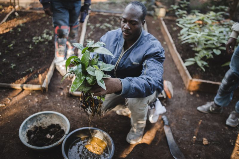 man holding seedlings