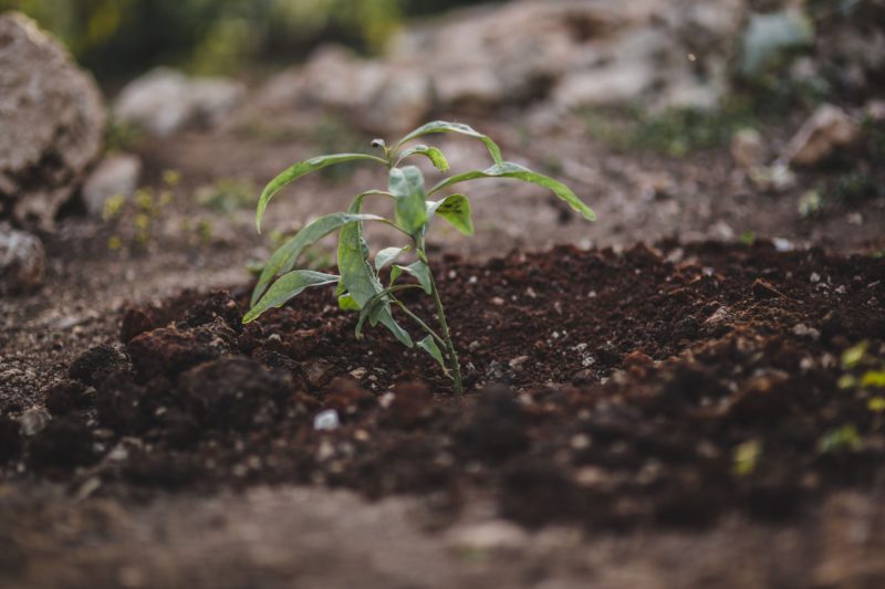 seedling growing in the ground