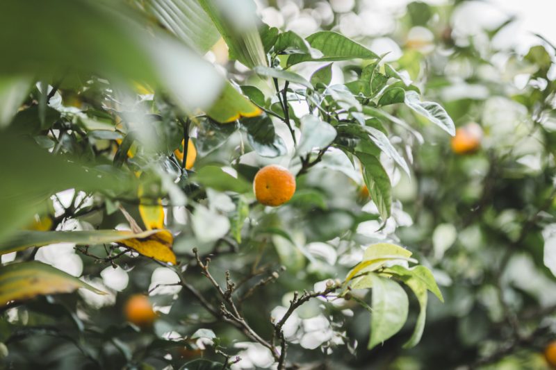 orange tree