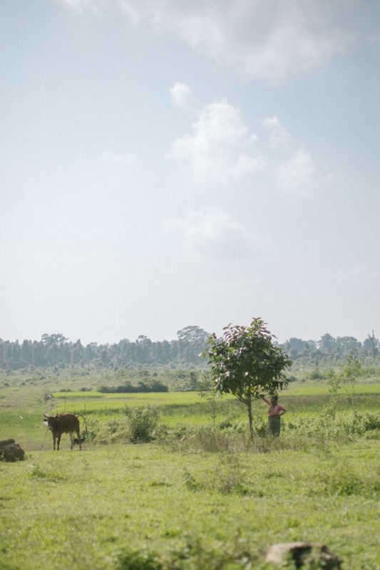 field and cow