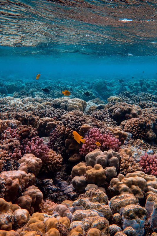 coral reef