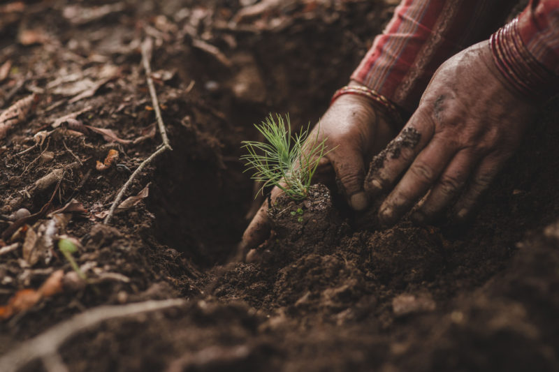 seedling being planted