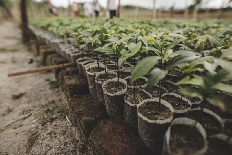 seedlings