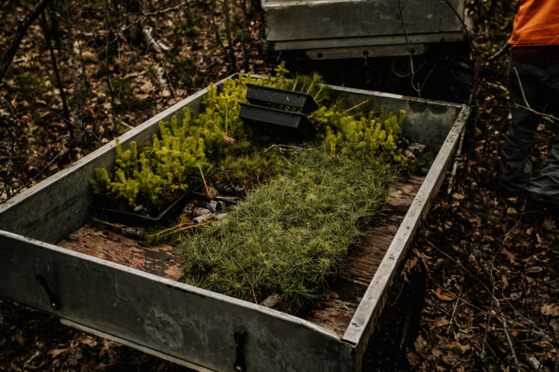 seedlings in a box