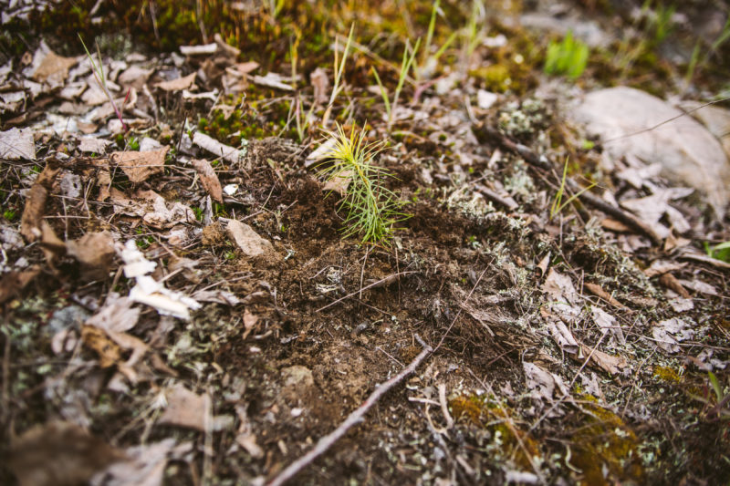 tree seedling