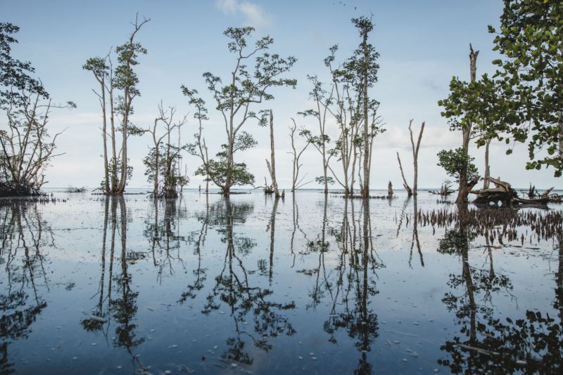 flooded forest reflection