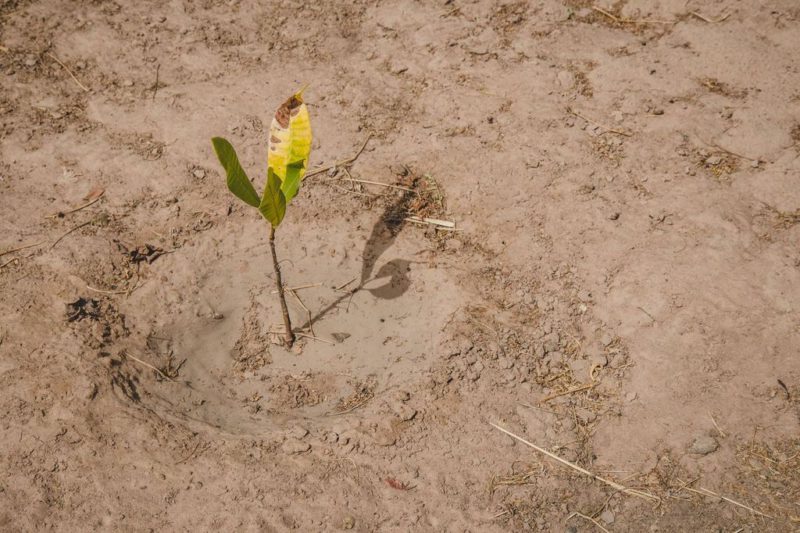 planted seedling