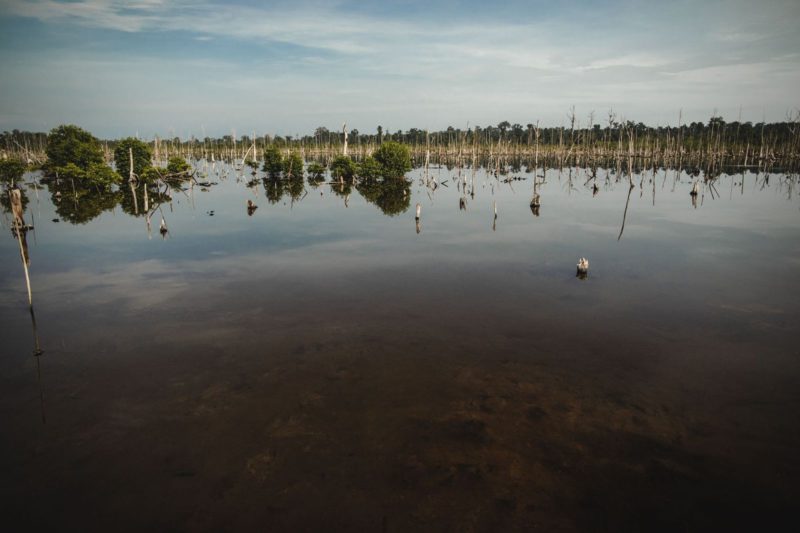 dead mangroves