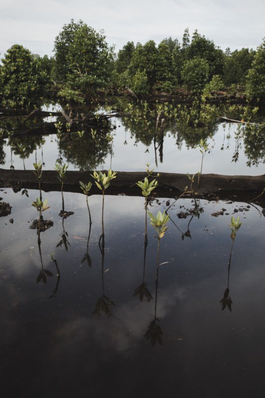 baby mangrove saplings
