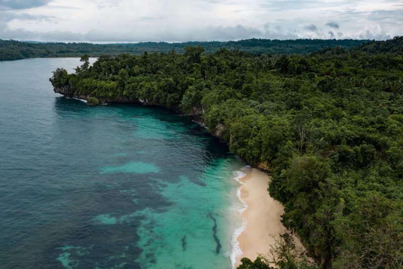 forest and beach