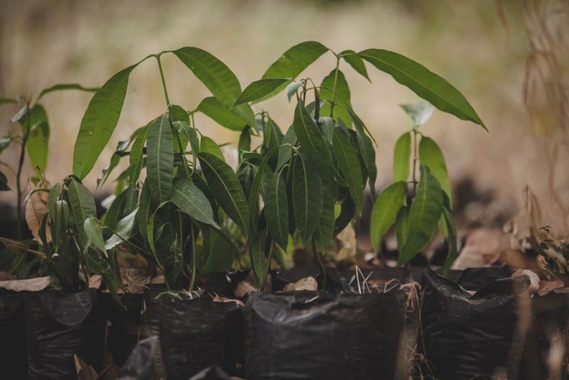 seedlings