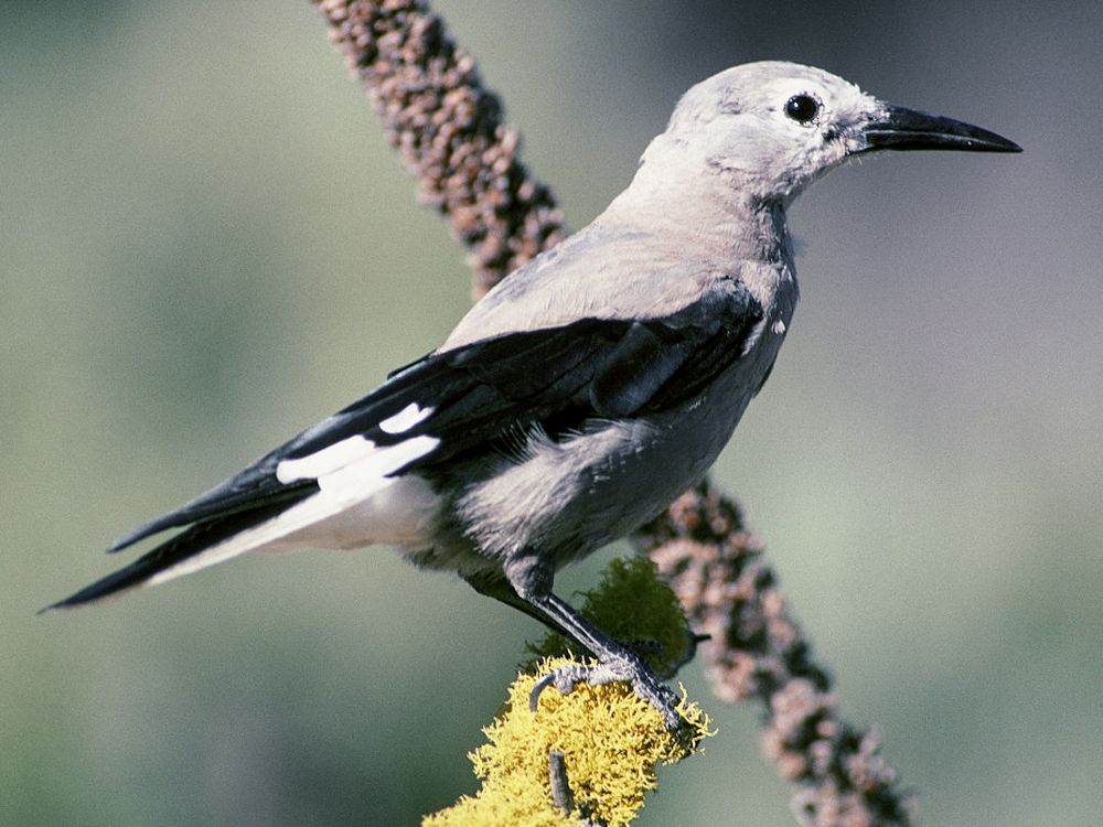clark's nutcracker