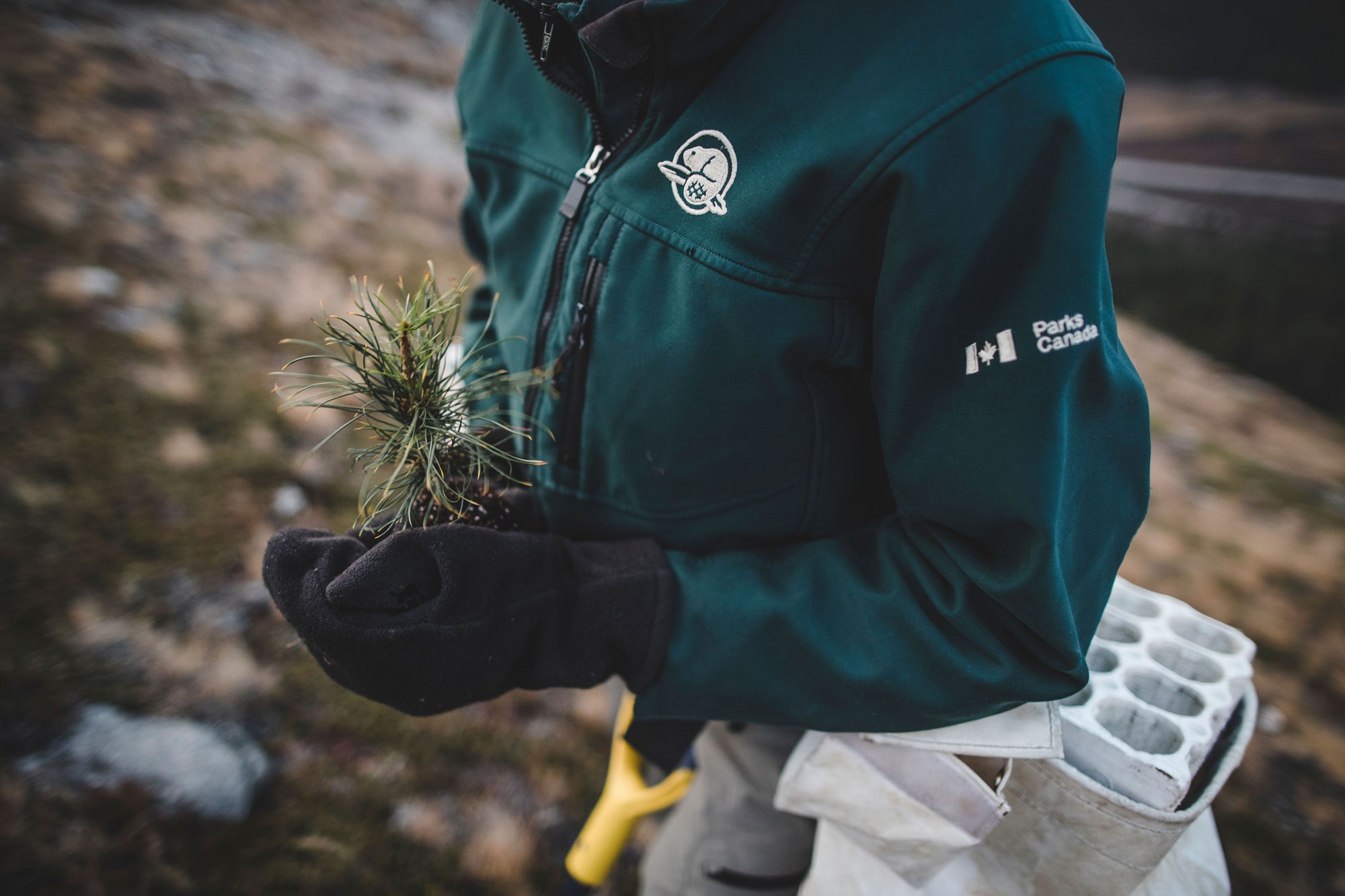 parks jacket and seedling