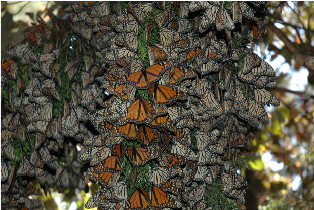 monarch butterflies