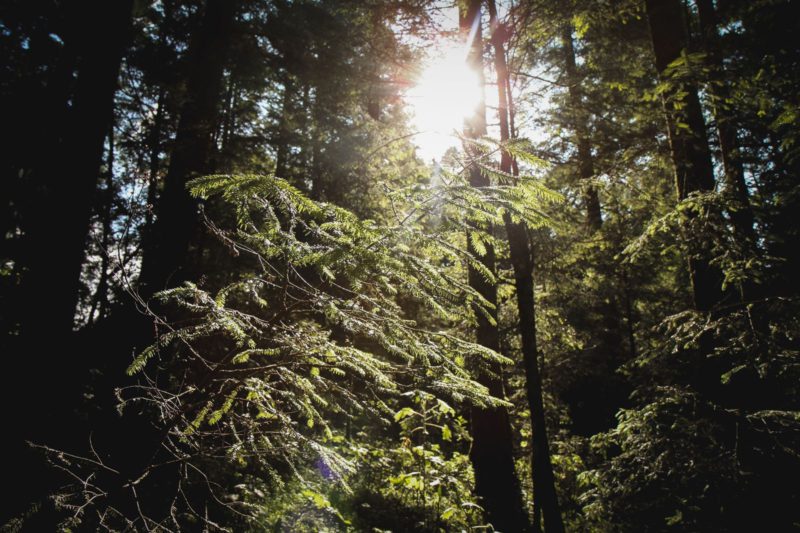 sun through the trees