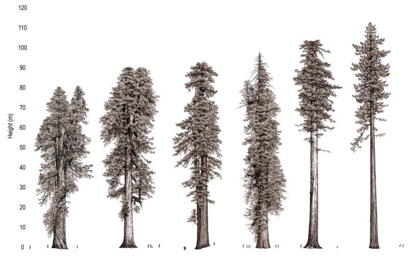 red wood illustration