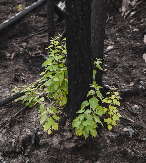 alder seedlings