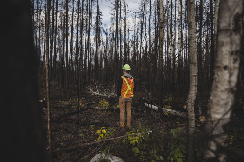 person in burnt forest