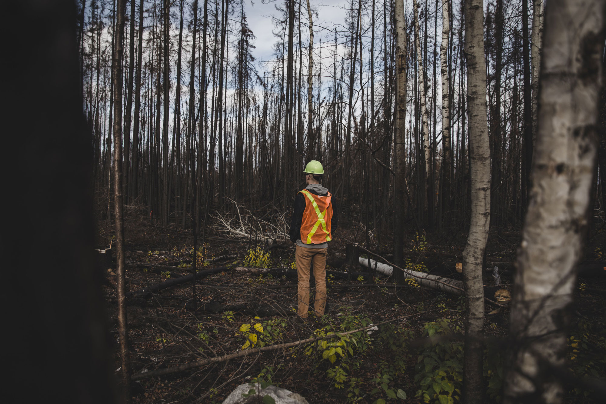 person in burnt forest