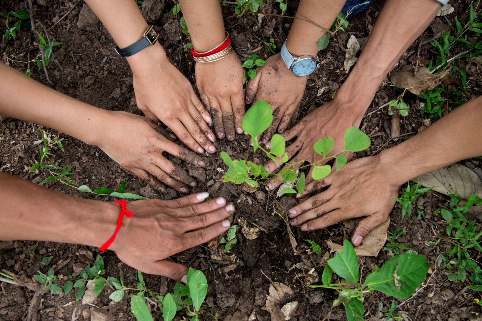 hands planting