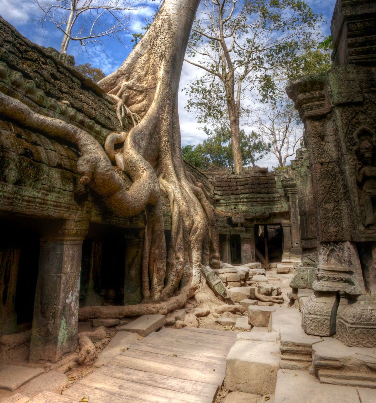 beng tree at tomb raider temple