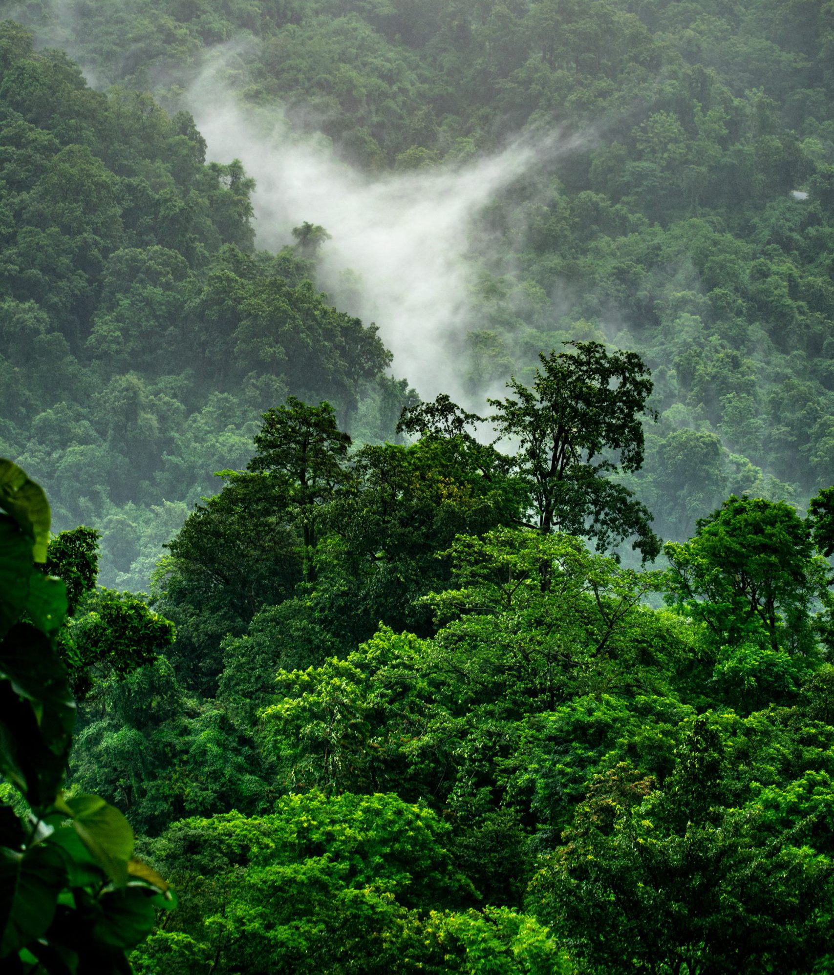 forests