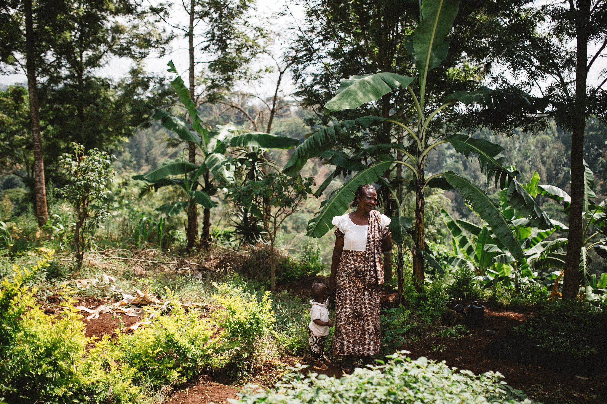 tentree planting site