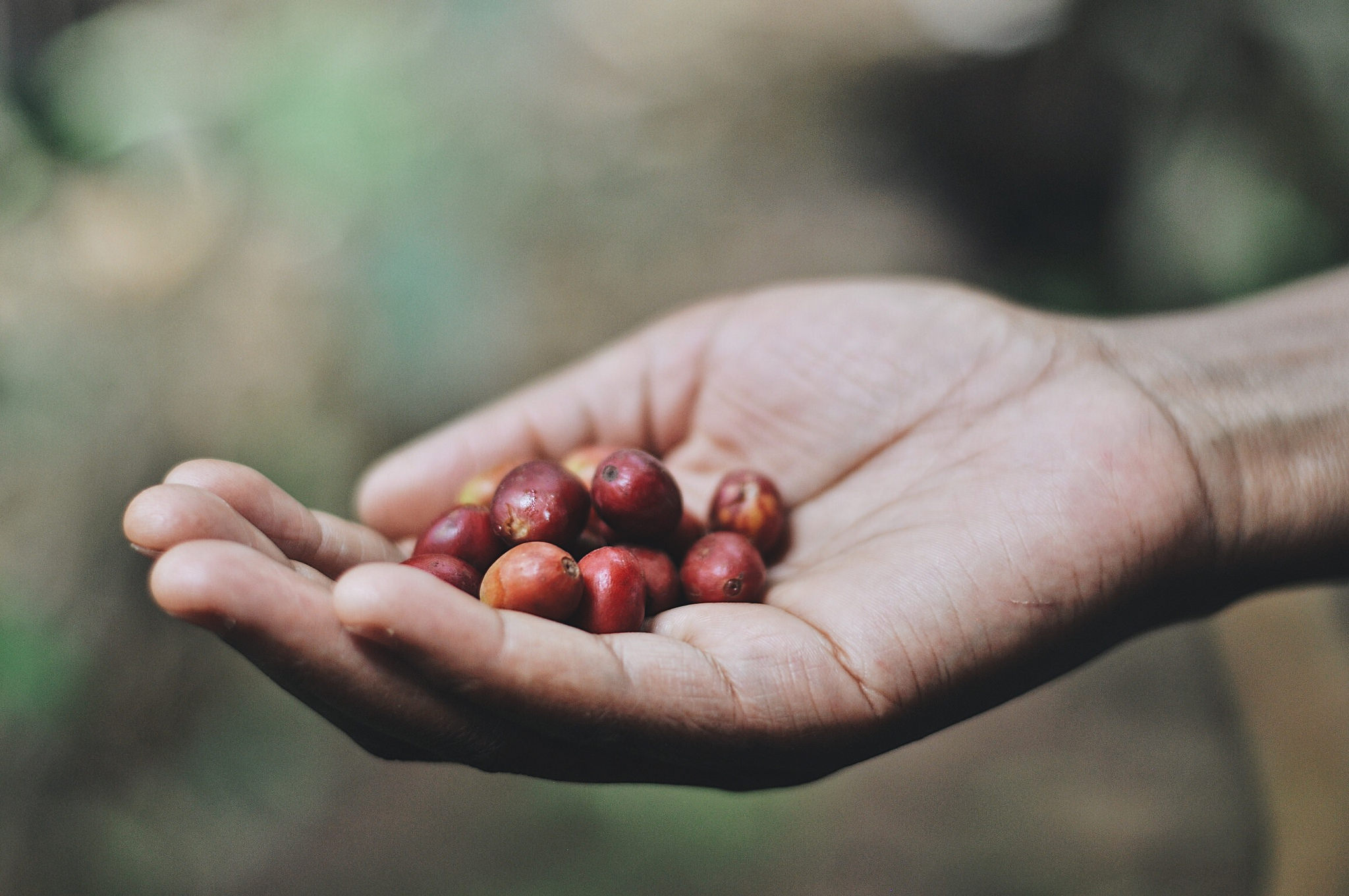 tentree planting site