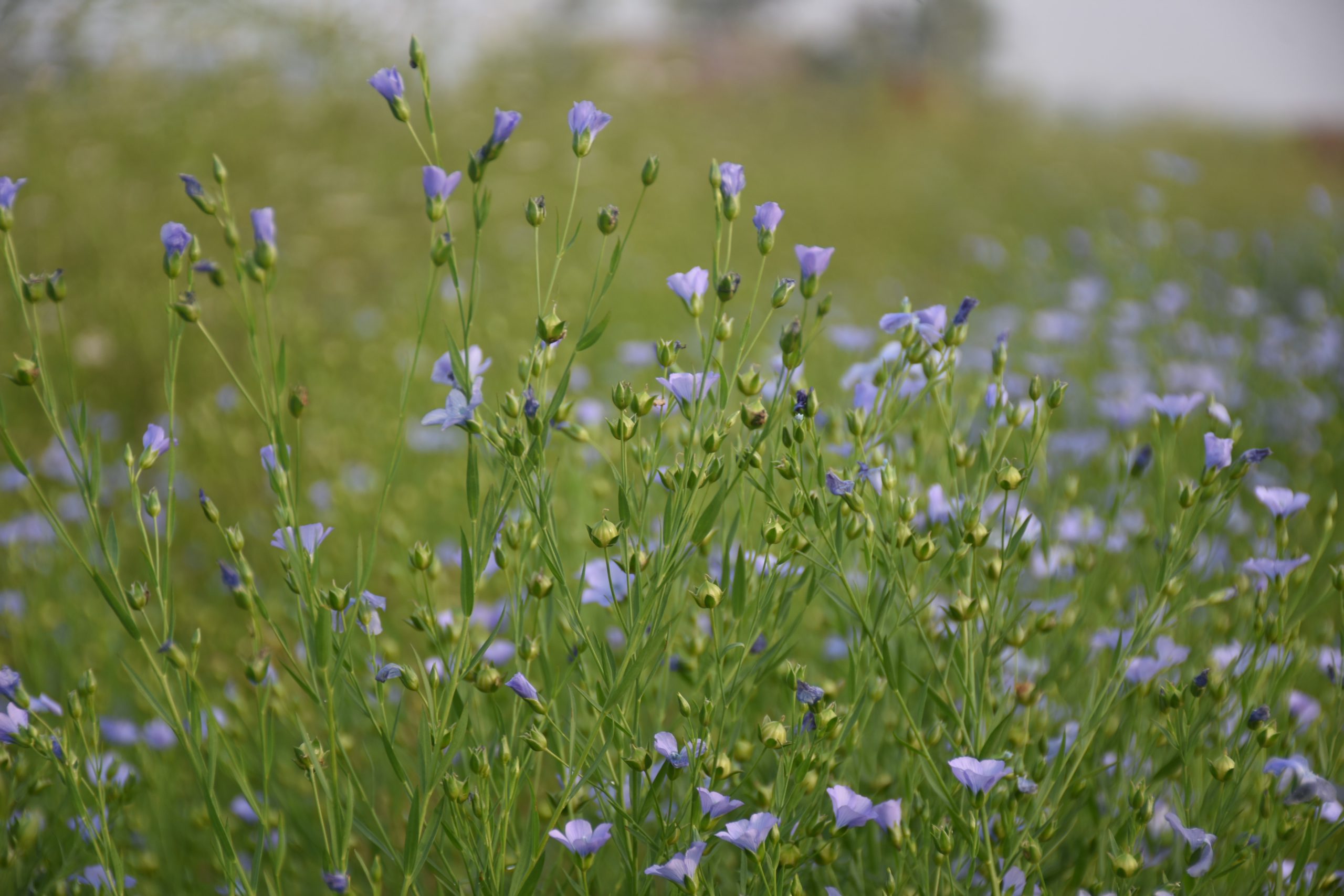 flax plant