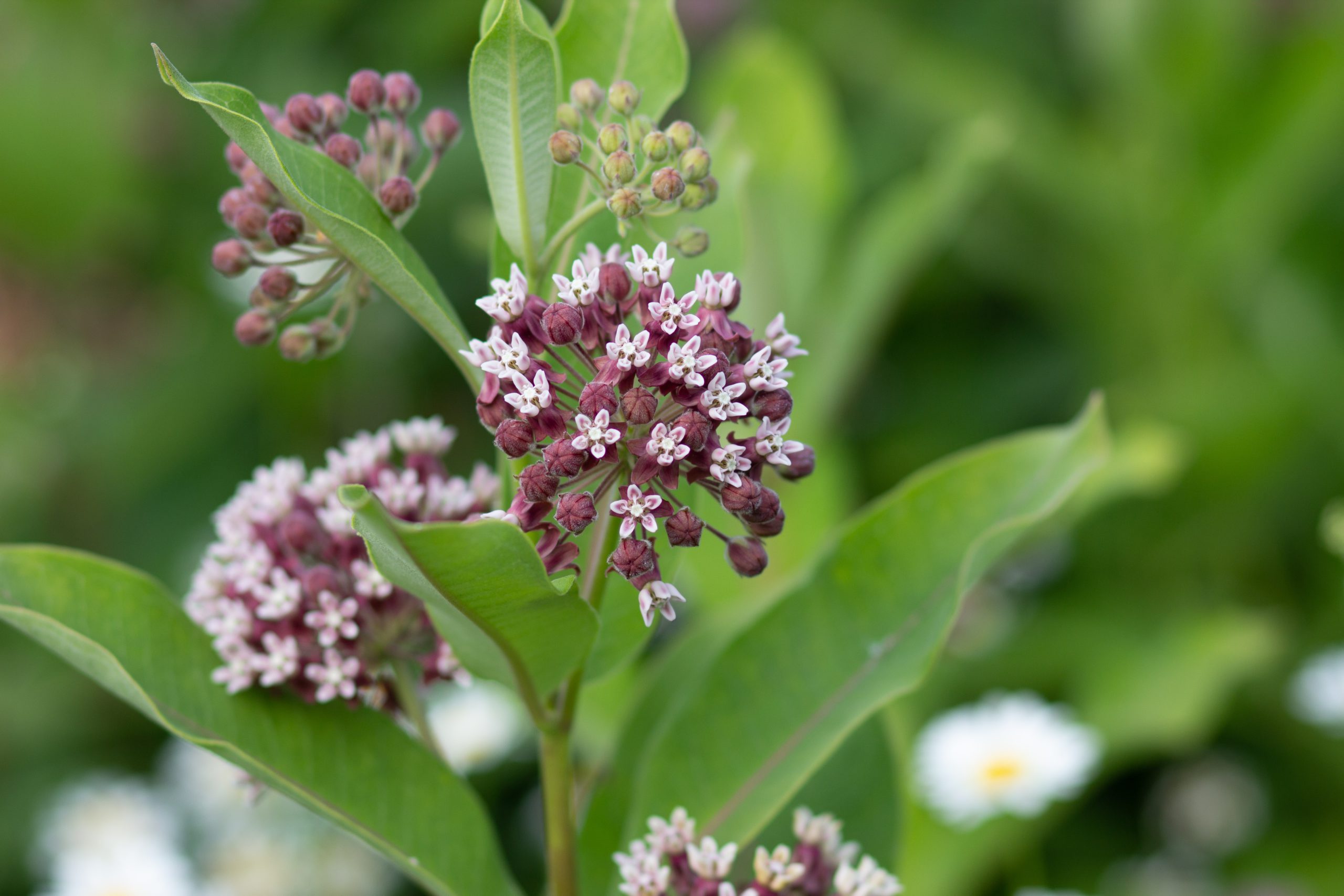 milkweed