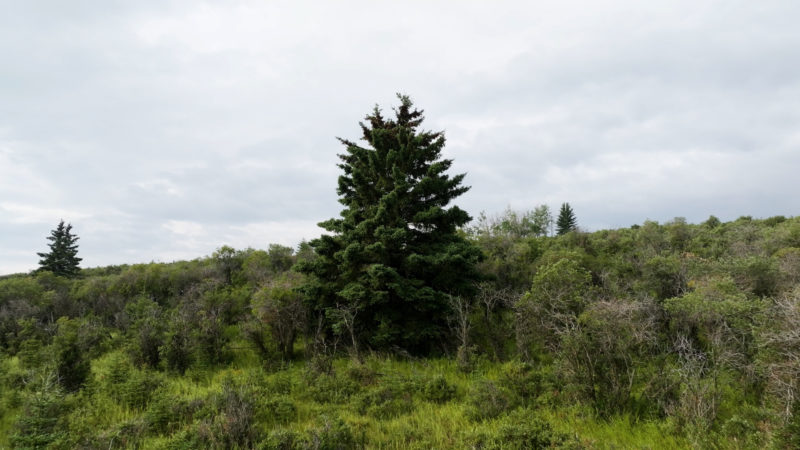 tentree tree planting