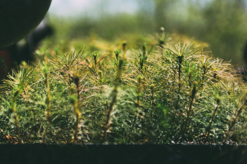thriving tree after reforestation 