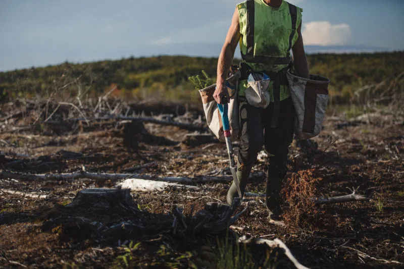 reforestation tree planter