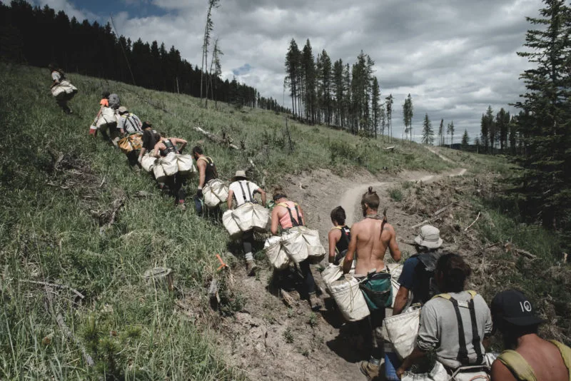 tree planters planting reforestation trees 