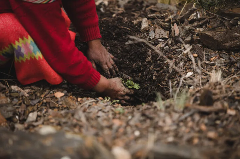 planting trees for tentree in Canada