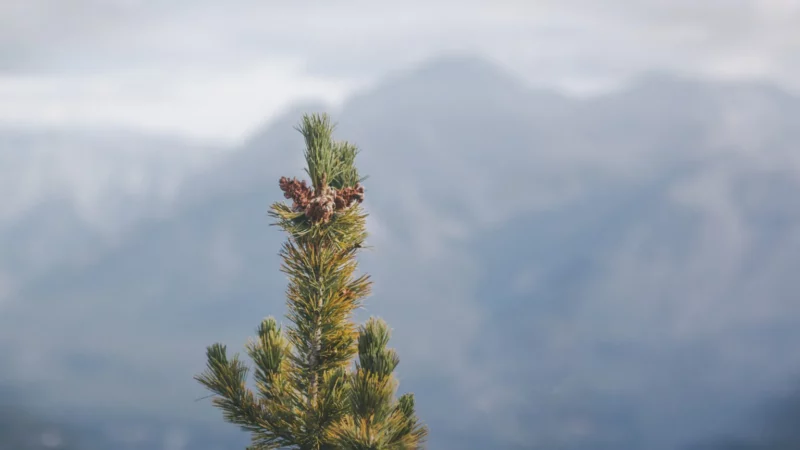 image of tree outside planted by ethical clothing company