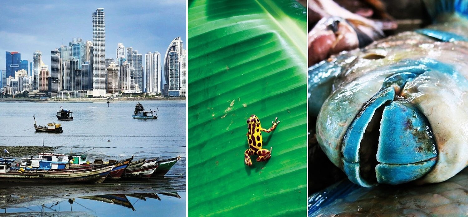 Fish surf frog panama 1440 670 95