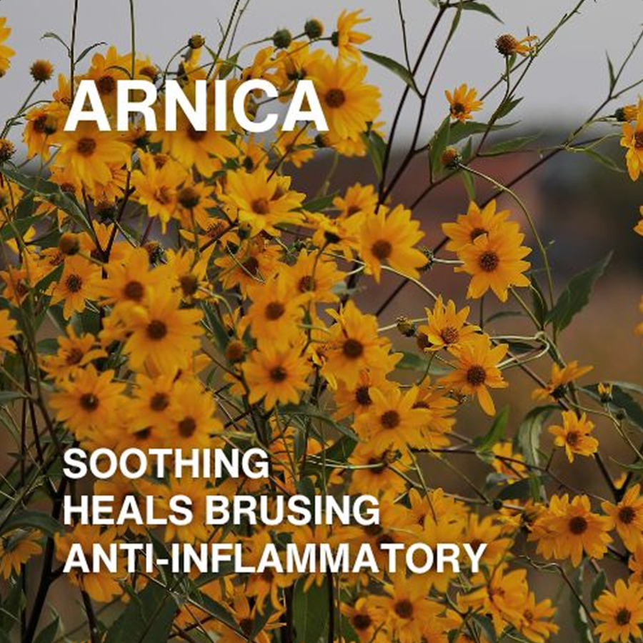 Arnica