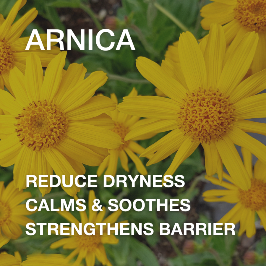 Arnica Details