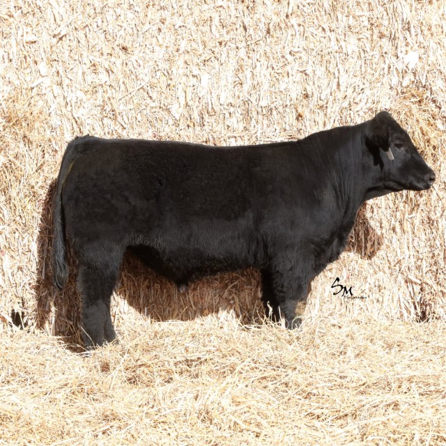 blog masonry last sunday