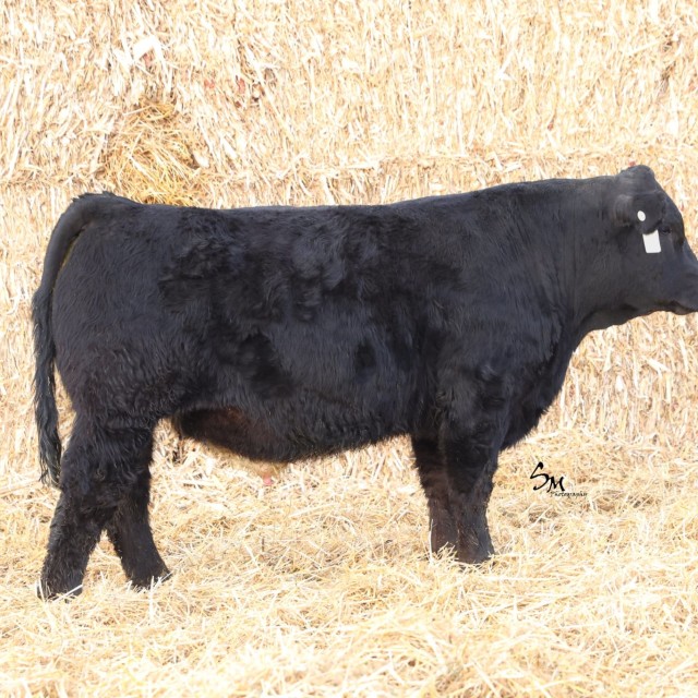 blog masonry last sunday