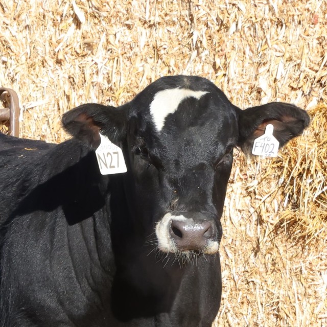 blog masonry last sunday