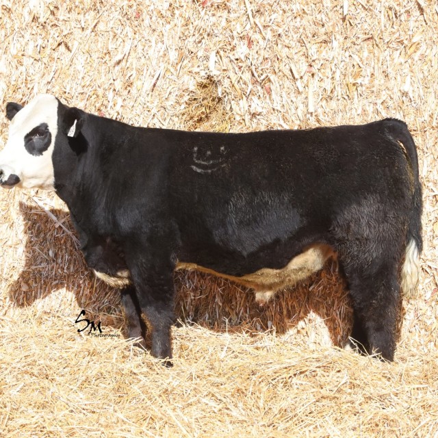 blog masonry last sunday